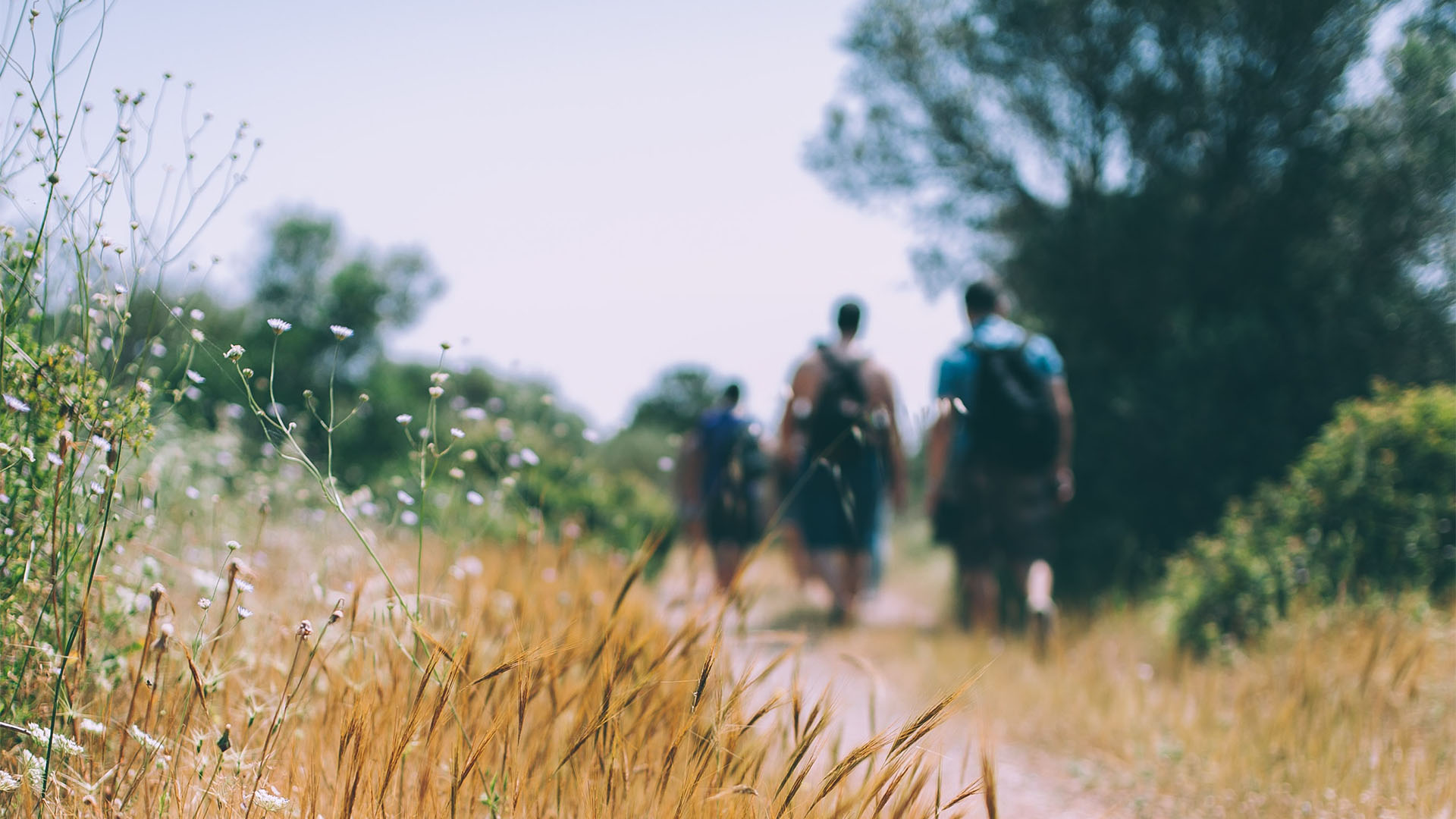 People walking along trail with tall trees and grass.