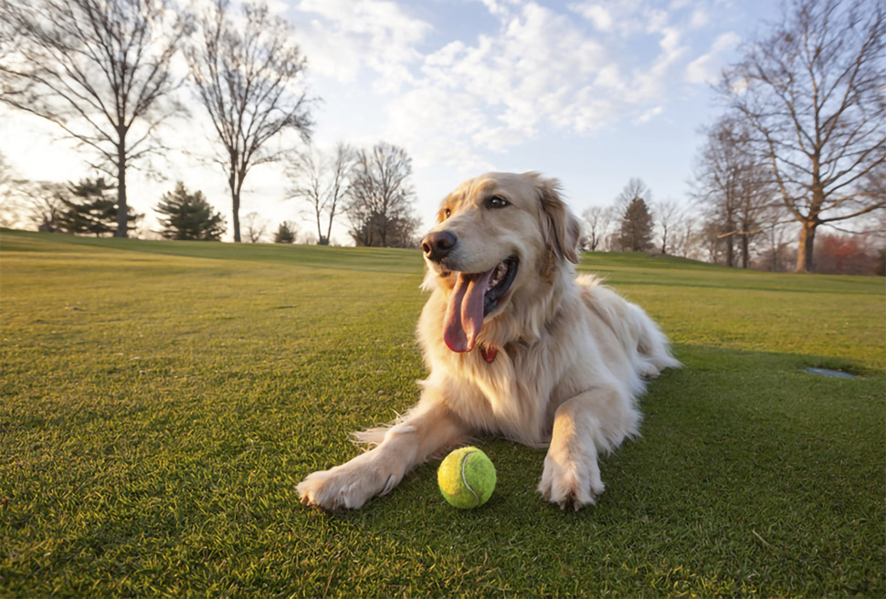Golden retriever dog sitting on grass with tennis ball.